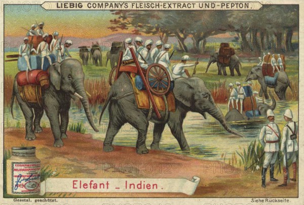 Picture series Animals of the countries, elephant from India, Liebig picture, digitally restored