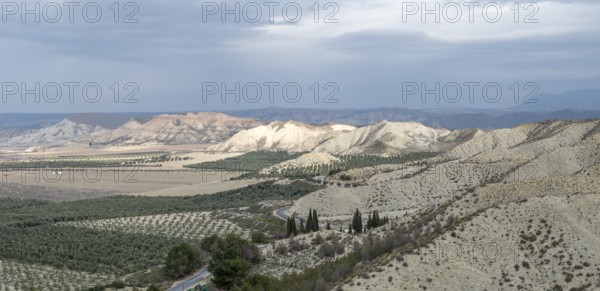Desert landscape, olive trees, plantation, Gorafe desert, semi-desert, Granada, Andalusia, Spain,
