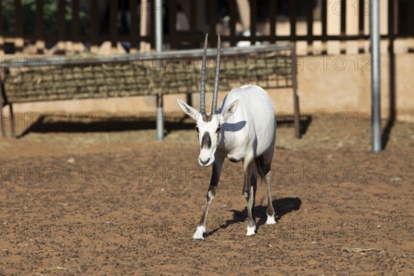 Arabian oryx (Oryx leucoryx) in the Arabian Oryx Camp, Wahiba Sands desert or Rimal Al Wahiba or