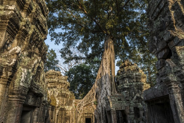 Ta Prohm, Angkor Wat, Angkor, UNESCO World Heritage Site, Siem Reap, Cambodia, Indochina, Southeast