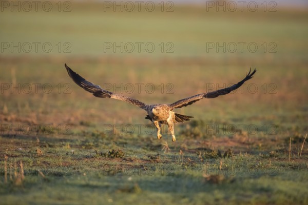 Juvenile Iberian Eagle in flight, Spanish Imperial Eagle (Aquila adalberti), Extremadura, Castilla