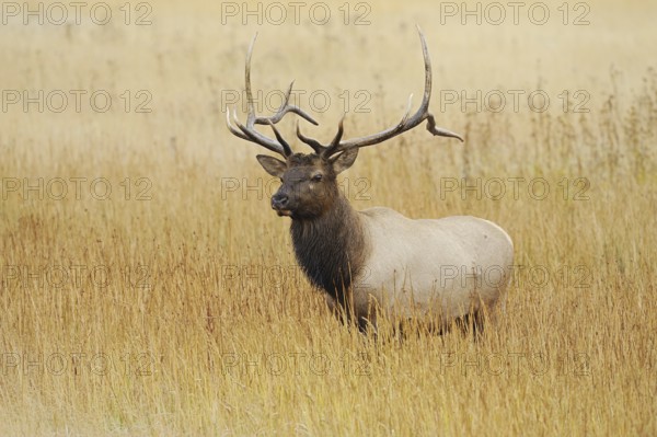 Wapiti (Cervus canadensis, Cervus elaphus canadensis), male, Yellowstone National Park, Wyoming,