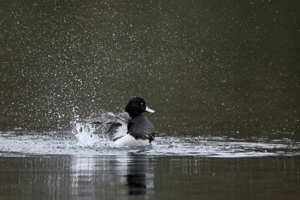 Tufted Duck (Aythya fuligula), male during plumage care, Rootsee, Canton Lucerne, Switzerland,