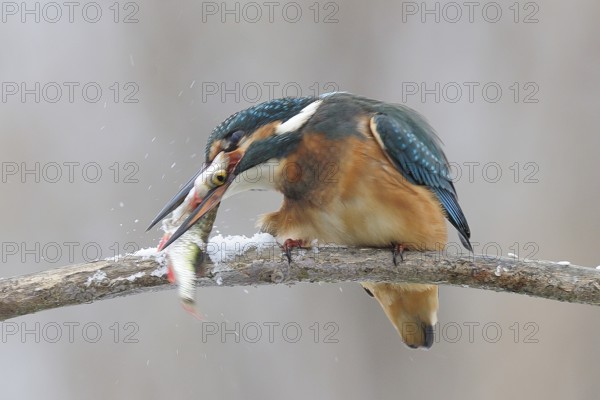 Common kingfisher (Alcedo atthis) working the fish on the snow-covered branch and killing it, Lower