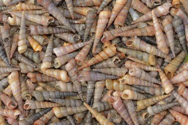 Common tower snail (Turritella communis) empty shells on the beach, Camargue, Provence, southern