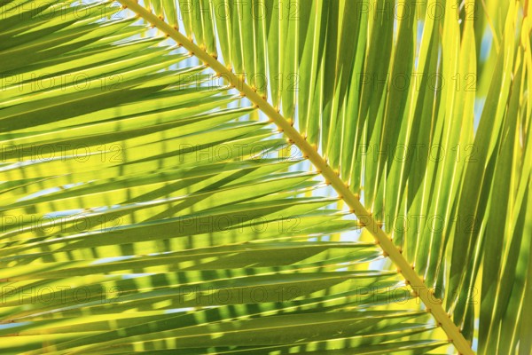 Sunlit palm leaf with shadow play of the leaf veins, cloudless blue sky in the background,
