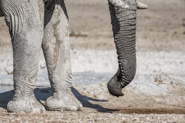 African elephant (Loxodonta africana), detail, twisted trunk, at a waterhole, Nebrowni Waterhole,