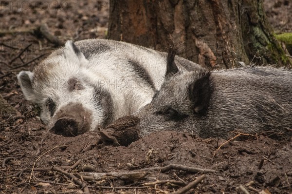 Two sleeping wild boar (Sus scrofa) captured in the animal park in Miedzyzdroje, Western Pomerania,