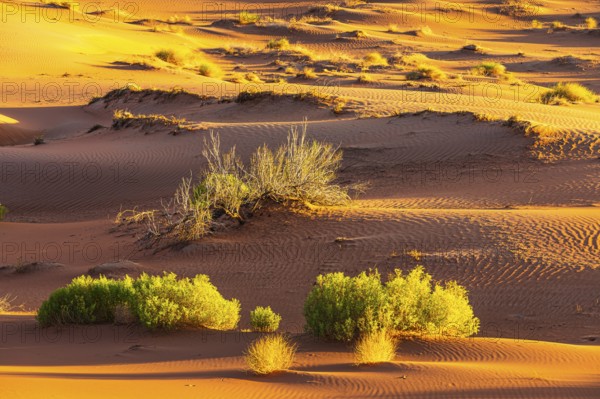 Wind-sculpted sand structure with green vegetation, in the Rub al Khali desert, Dhofar province,