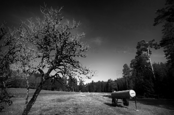 Dead tree, dead, full of lichen, water trough, water wagon, water tank, for cattle, black and