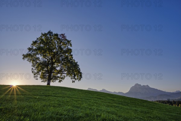 Single English oak (Quercus robur), near Fuessen, behind it the Saeuling, 2047m, Ostallgaeu,