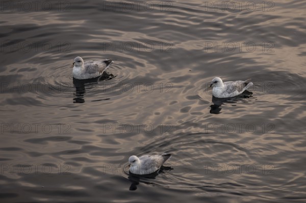 Northern fulmars (Fulmaris glacialis) swimming on the sea, Barents Sea, Northeast Iceland, Svalbard