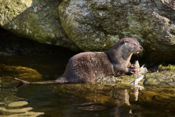 Eurasian otter (Lutra lutra) eting a fish on the shore of a little lake in the bavarian forest,
