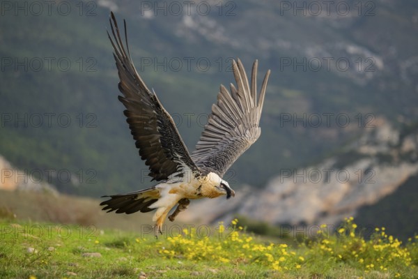 Bearded Vulture (Gypaetus barbatus) adult bird in flight with mountains in the backround, Pyrenees,