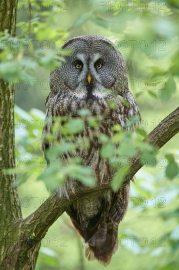 Bearded owl (Strix nebulosa), sitting quietly on a branch and observing, surrounded by green