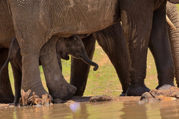 African elephant (Loxodonta africana), young animal, calf, baby elephant, mother, young animal with