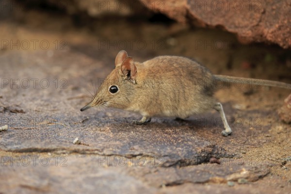 Short-eared elephant shrew, (Macroscelides probosideus), adult, foraging, Mountain Zebra National