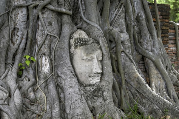 Sandstone Buddha head at the foot of a Bodhi tree in Wat Mahathat, Temple of the Great and Holy