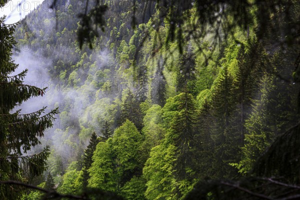 Dense coniferous forest in the mountains with a light mist that emphasises the lush green tones of