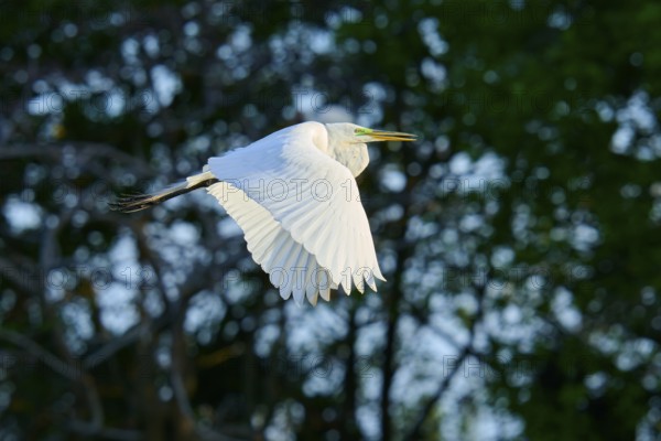 Great Egret (Ardea alba), fly, spring, Wakodahatchee Wetlands, Delray Beach, Florida, USA, North