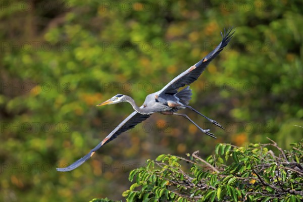 Canada Heron (Ardea herodias), adult flying, Wakodahatchee Wetlands, Delray Beach, Florida, USA,