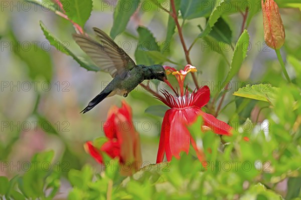 Broad-billed hummingbird (Cynanthus latirostris), adult, male, flying, on flower, foraging, Sonoran