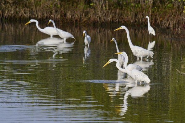 Great Egret (Egretta alba), group standing in a calm body of water surrounded by green vegetation,