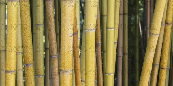 Rough yellow bamboo, Phyllostachys aureosulcata, Lake Constance region, Baden-Württemberg, Germany,