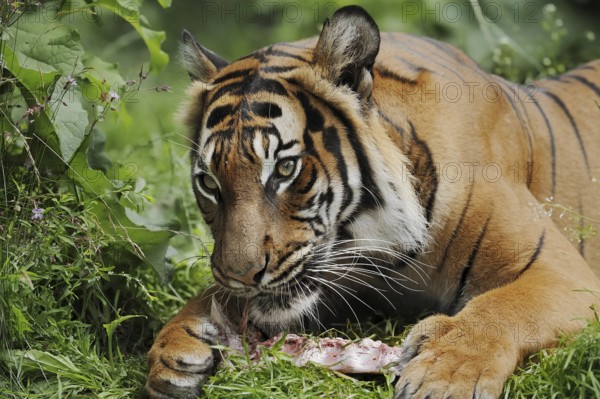 Sumatran tiger (Panthera tigris sumatrae), feeding, captive, occurring on Sumatra, Indonesia, Asia