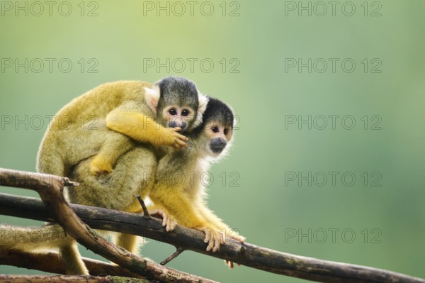 Common squirrel monkey (Saimiri sciureus) mother with her youngster, captive, distribution South