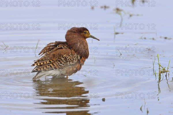 Ruff (Philomachus pugnax), adult male in splendid plumage with erect ruff, courtship display,
