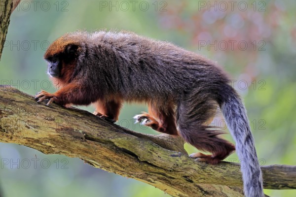 Coppery titi (Plecturocebus cupreus, Syn.: Callicebus cupreus), adult, running, tree trunk, South