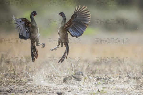 Chacochachalaca (Ortalis canicollis), aerial combat, Pantanal, Brazil, South America
