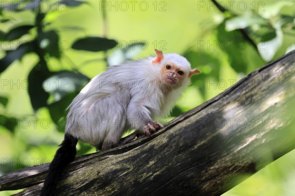 Silver marmoset (Mico argentatus, Syn.: Callithrix argentata), silver marmoset, adult, tree trunk,