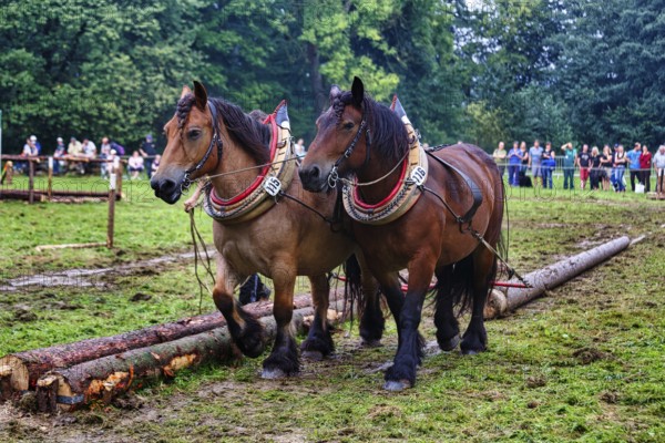 Two back horses, cold-blooded horses at work, pulling logs, demonstration, Horse Park 2017 event,