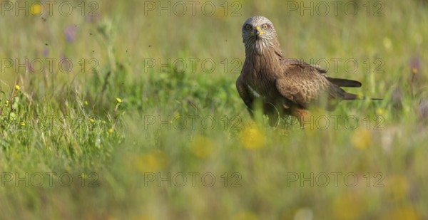 Black kite (Milvus migrans), flight photo, perch, Hides De Calera / Steppe Raptors, Nussloch,