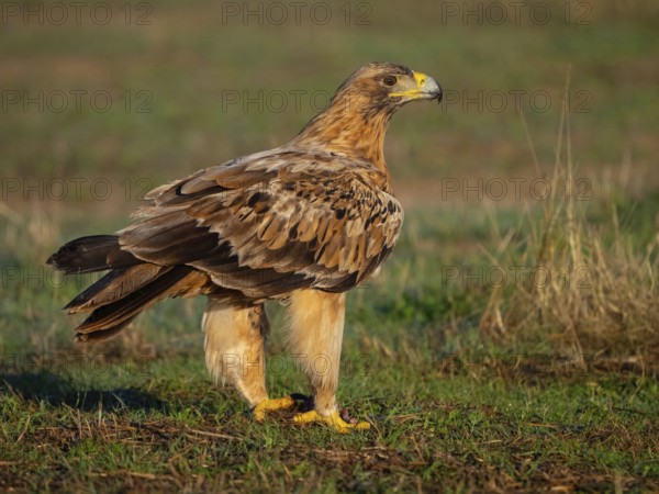 Spanish imperial eagle (Aquila adalberti), El Millaron Imperial Eagle Hid, Salorino, Extremadura