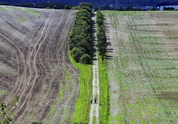 Tractor tracks on a harvested field, walker on a field path Neinstedt, 21/08/2014, Neinstedt,