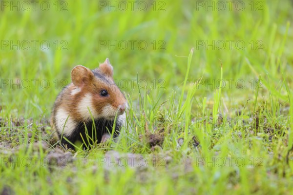 A European hamster (Cricetus cricetus), Eurasian hamster, black-bellied hamster or common hamster,