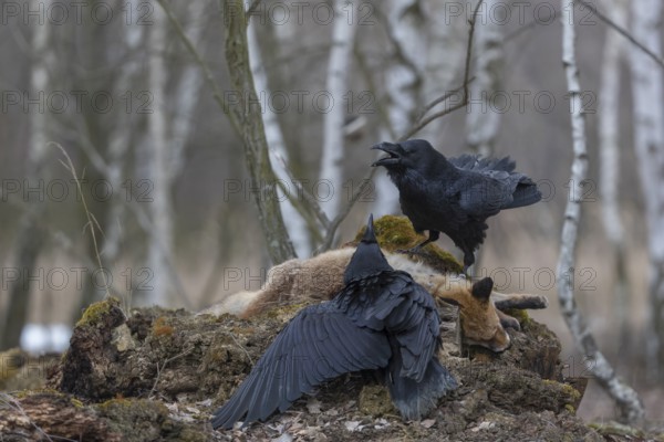 Two common raven (Corvus corax), fighting and feeding on the carcass of a red fox lying on stones