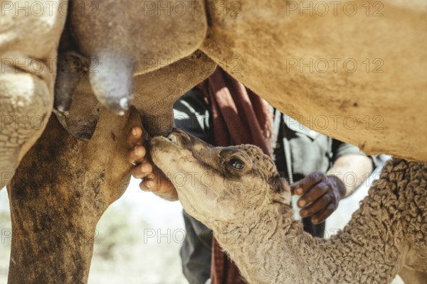 Camel calf suckling on its mother's udder on the camel farm of Sheikh Ahmed Ali Al-Mahri, camel