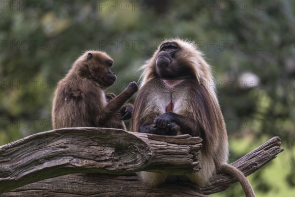 Family of Gelada (Theropithecus gelada), or bleeding-heart monkey with a male, female and baby. A