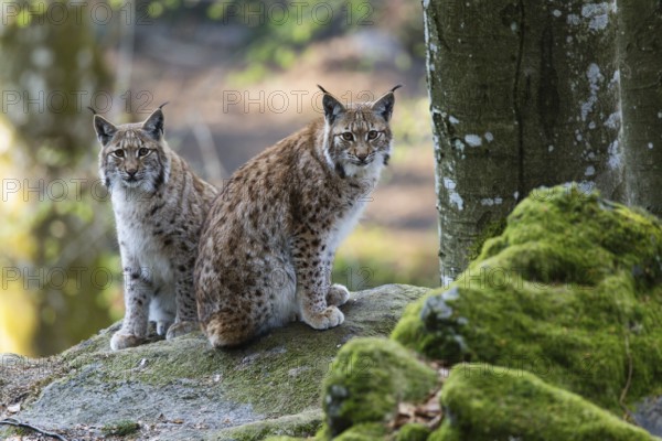 Eurasian Lynx or Northern Lynx (Lynx lynx), two adult animals sitting on a boulder, in the