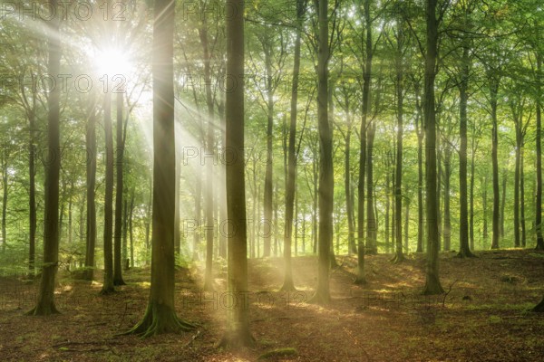 The sun shines through a near-natural beech forest (Fagus sp.) with morning mist, Stubnitz forest
