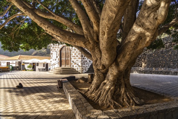 Giant tree in the Plaza de Masca square in front of the Ermita de la Inmaculada Concepción church,