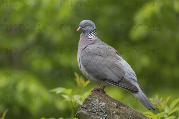 One common wood pigeon (Columba palumbus) standing on a fallen tree. Green vegetation in the