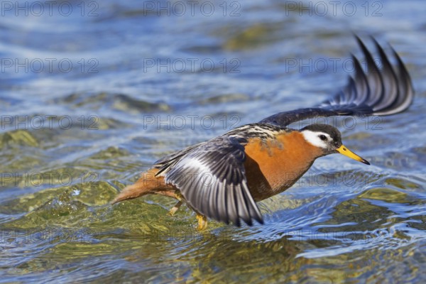 Red phalarope, grey phalarope (Phalaropus fulicarius) female in breeding plumage taking off from