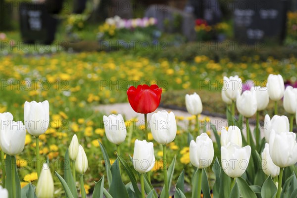 Gönningen tulip blossom, historical cemetery Gönningen, tulips (Tulipa), flowers, white, red