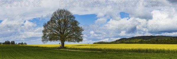 Lime tree (Tilia) on the Hödinger Berg, Hödingen, Lake Constance district, Upper Swabia,