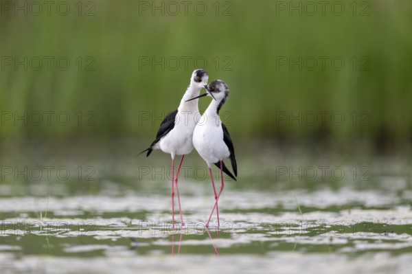 Black-winged Black-winged Stilt (Himantopus himantopus), couple making love in the water,